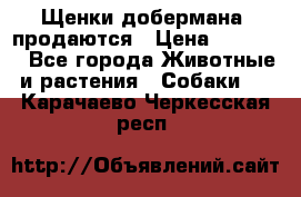 Щенки добермана  продаются › Цена ­ 45 000 - Все города Животные и растения » Собаки   . Карачаево-Черкесская респ.